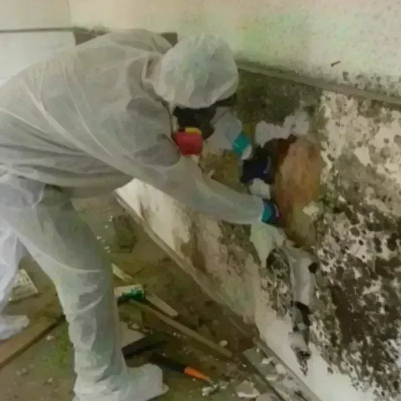 Mold Remediation and Removal in Morganfield, KY